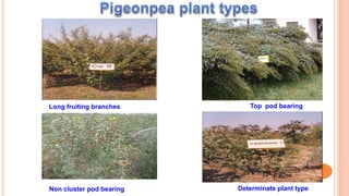 Long fruiting branches Top pod bearing
Non cluster pod bearing Determinate plant type
 