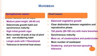  Shorter duration (50-60 days)
 Medium plant height (60-80 cm)
 Determinate growth habit and
synchronous maturity
 High initial growth vigor
 More number of pods at top of plant
and non-shattering habit
 Longer pods with >10seeds/pod
 Tolerance to terminal heat stress
 Optimum duration (65-75 days)
 Balanced vegetative growth
 Clear distinction between vegetative and
reproductive phase
 Tall plants (80-100 cm) with more branches
 Synchronous maturity
 More no. of clusters/plant and pods/cluster
 More number of seeds/pod
 Shattering and pre-harvest sprouting
tolerance
Spring/Summer season Kharif season
 