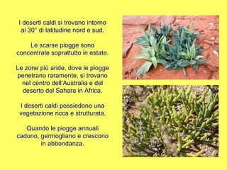 I deserti caldi si trovano intorno ai 30° di latitudine nord e sud. Le scarse piogge sono concentrate soprattutto in estate. Le zone più aride, dove le piogge penetrano raramente, si trovano nel centro dell’Australia e del deserto del Sahara in Africa. I deserti caldi possiedono una vegetazione ricca e strutturata. Quando le piogge annuali cadono, germogliano e crescono in abbondanza. 
