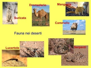 Fauna nei deserti Mangusta Suricata Lucertole Serpenti Dromedario Cammello 