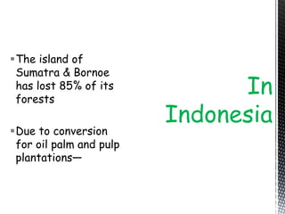 The island of
Sumatra & Bornoe
has lost 85% of its
forests
Due to conversion
for oil palm and pulp
plantations—
In
Indonesia
 