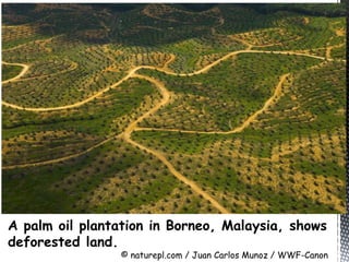 A palm oil plantation in Borneo, Malaysia, shows
deforested land.
© naturepl.com / Juan Carlos Munoz / WWF-Canon
 