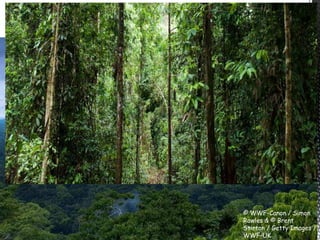 © WWF-Canon / Simon
Rawles & © Brent
Stirton / Getty Images /
WWF-UK
 