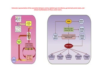 Schematic representation of the association between uremia, dysbiotic gut microbiome, gut-derived uremic toxins, and
clinical manifestations of these uremic toxins.
 