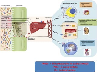 TMAO = Trimethylamine-N-oxide (TMAO)
PCS = p-cresyl sulfate
IS= indoxyl sulfate
 