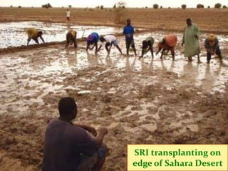 Malian farmer in the
Timbuktu region
showing the difference
between regular and
SRI rice plants
with 32% less water
Gao re...
