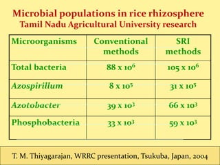 “Ascending Migration of Endophytic Rhizobia, from
Roots and Leaves, inside Rice Plants and Assessment of
Benefits to Rice ...