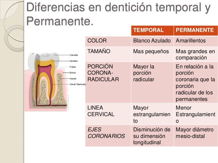 Dientes Aislados