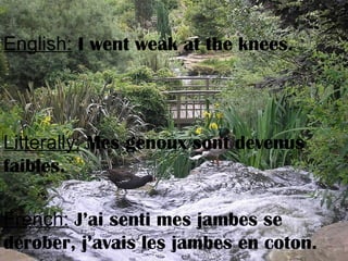 English: I went weak at the knees.
Litterally: Mes genoux sont devenus
faibles.
French: J’ai senti mes jambes se
dérober, j’avais les jambes en coton.
 