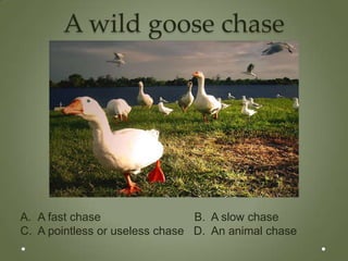 A wild goose chase




A. A fast chase                 B. A slow chase
C. A pointless or useless chase D. An animal chase
 