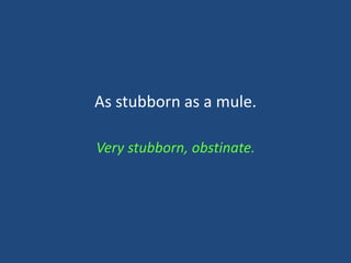 As stubborn as a mule  English vocabulary words learning