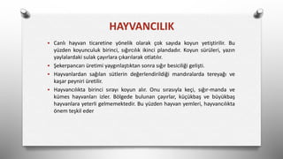  Canlı hayvan ticaretine yönelik olarak çok sayıda koyun yetiştirilir. Bu
yüzden koyunculuk birinci, sığırcılık ikinci plandadır. Koyun sürüleri, yazın
yaylalardaki sulak çayırlara çıkarılarak otlatılır.
 Şekerpancarı üretimi yaygınlaştıktan sonra sığır besiciliği gelişti.
 Hayvanlardan sağılan sütlerin değerlendirildiği mandıralarda tereyağı ve
kaşar peyniri üretilir.
 Hayvancılıkta birinci sırayı koyun alır. Onu sırasıyla keçi, sığır-manda ve
kümes hayvanları izler. Bölgede bulunan çayırlar, küçükbaş ve büyükbaş
hayvanlara yeterli gelmemektedir. Bu yüzden hayvan yemleri, hayvancılıkta
önem teşkil eder
HAYVANCILIK
 