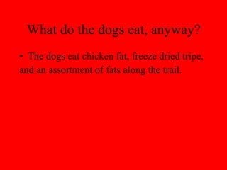 What do the dogs eat, anyway? The dogs eat chicken fat, freeze dried tripe, and an assortment of fats along the trail. 