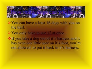 How many dogs can you have? You can have a least 16 dogs with you on the trail. You only have to use 12 at once. If you take a dog out of it’s harness and it has even one little sore on it’s foot, you’re not allowed  to put it back in it’s harness. 
