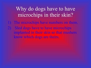 Why do dogs have to have microchips in their skin? The microchips have numbers on them.  Sled dogs have to have microchips implanted in their skin so that mushers know which dogs are theirs.  