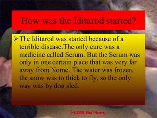 How was the Iditarod started? The Iditarod was started because of a terrible disease.The only cure was a medicine called Serum. But the Serum was only in one certain place that was very far away from Nome. The water was frozen, the snow was to thick to fly, so the only way was by dog sled.  