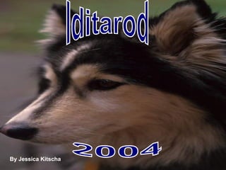 Iditarod 2004 By Jessica Kitscha 