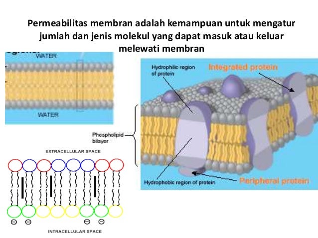 Keseimbangan cairan dan elektrolit