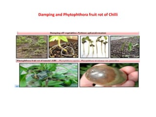 Damping and Phytophthora fruit rot of Chilli
 