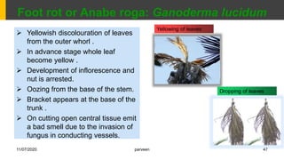 Anabe Roga Idm on coconut arecanut betelvine | PPTX