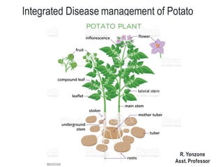 Integrated Disease management of Potato
R. Yonzone
Asst. Professor
 