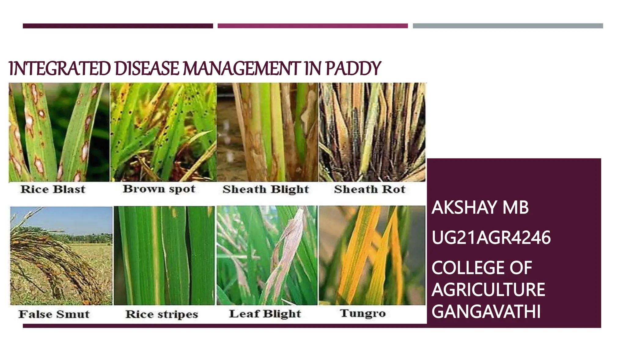 Integrated Disease management of paddy PPT | PPTX