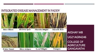 INTEGRATEDDISEASE MANAGEMENT IN PADDY
AKSHAY MB
UG21AGR4246
COLLEGE OF
AGRICULTURE
GANGAVATHI
 