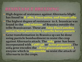  High degree of resistance against Alternaria blight
has found in B. alba, Eruca sativa, and Sinapis alba.
 The highest degree of resistance to A. brassicae was
found in the wild relatives of Brassica outside the
tribe Brassicaceae. These are False Flax(Camelina
sativa),Neslia paniculata, Capsella bursa-pastoris.
 Gene transformation in Brassica sp can be done
using particle bombardment to resist the crop
against Alternaria attack. The uid4 gene has been
incorporated with CaMV35S or Actin promoters. The
uid4 gene encodes the 1,Beta-glucuronidase(GUS)
enzyme which is responsible to resist the attack of
Alternaria in the crops.
 
