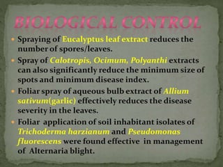  Spraying of Eucalyptus leaf extract reduces the
number of spores/leaves.
 Spray of Calotropis, Ocimum, Polyanthi extracts
can also significantly reduce the minimum size of
spots and minimum disease index.
 Foliar spray of aqueous bulb extract of Allium
sativum(garlic) effectively reduces the disease
severity in the leaves.
 Foliar application of soil inhabitant isolates of
Trichoderma harzianum and Pseudomonas
fluorescens were found effective in management
of Alternaria blight.
 