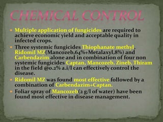  Multiple application of fungicides are required to
achieve economic yield and acceptable quality in
infected crops.
 Three systemic fungicides Thiophanate methyl,
Ridomil MZ(Mancozeb,64%+Metalaxyl,8%) and
Carbendazim alone and in combination of four non
systemic fungicides Captan, Mancozeb, Zineb, Thiram
in the field @0.2% a.i/l can effectively control the
disease.
 Ridomil MZ was found most effective followed by a
combination of Carbendazim+Captan.
 Foliar spray of Mancozeb(2 g/l of water) have been
found most effective in disease management.
 