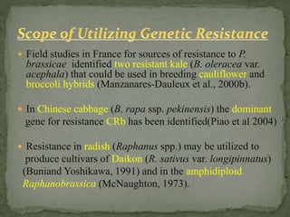  Field studies in France for sources of resistance to P.
brassicae identified two resistant kale (B. oleracea var.
acephala) that could be used in breeding cauliflower and
broccoli hybrids (Manzanares-Dauleux et al., 2000b).
 In Chinese cabbage (B. rapa ssp. pekinensis) the dominant
gene for resistance CRb has been identified(Piao et al 2004)
 Resistance in radish (Raphanus spp.) may be utilized to
produce cultivars of Daikon (R. sativus var. longipinnatus)
(Buniand Yoshikawa, 1991) and in the amphidiploid
Raphanobrassica (McNaughton, 1973).
 