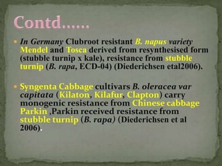  In Germany Clubroot resistant B. napus variety
Mendel and Tosca derived from resynthesised form
(stubble turnip x kale), resistance from stubble
turnip (B. rapa, ECD-04) (Diederichsen etal2006).
 Syngenta Cabbage cultivars B. oleracea var
capitata (Kilaton, Kilafur, Clapton) carry
monogenic resistance from Chinese cabbage
Parkin ‚Parkin received resistance from
stubble turnip (B. rapa) (Diederichsen et al
2006).
 