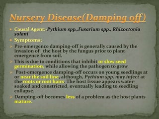  Causal Agent:-Pythium spp.,Fusarium spp., Rhizoctonia
solani
 Symptoms:
 Pre-emergence damping-off is generally caused by the
invasion of the host by the fungus prior to plant
emergence from soil.
 This is due to conditions that inhibit or slow seed
germination, while allowing the pathogen to grow
 Post-emergence damping-off occurs on young seedlings at
or near the soil line, although, Pythium spp. may infect at
the roots or root hairs. The host tissue appears water-
soaked and constricted, eventually leading to seedling
collapse.
 Damping-off becomes less of a problem as the host plants
mature.
 