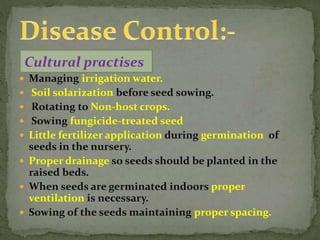 Cultural practises
 Managing irrigation water.
 Soil solarization before seed sowing.
 Rotating to Non-host crops.
 Sowing fungicide-treated seed
 Little fertilizer application during germination of
seeds in the nursery.
 Proper drainage so seeds should be planted in the
raised beds.
 When seeds are germinated indoors proper
ventilation is necessary.
 Sowing of the seeds maintaining proper spacing.
 