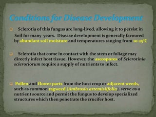  Sclerotia of this fungus are long-lived, allowing it to persist in
Soil for many years. Disease development is generally favoured
by abundant soil moisture and temperatures ranging from 10-25°C
 Sclerotia that come in contact with the stem or foliage may
directly infect host tissue. However, the ascospores of Sclerotinia
sclerotiorum require a supply of nutrients to infect.
 Pollen and flower parts from the host crop or adjacent weeds,
such as common ragweed (Ambrosia artemisiifolia), serve as a
nutrient source and permit the fungus to develop specialized
structures which then penetrate the crucifer host.
 