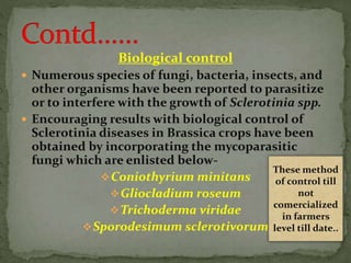 Biological control
 Numerous species of fungi, bacteria, insects, and
other organisms have been reported to parasitize
or to interfere with the growth of Sclerotinia spp.
 Encouraging results with biological control of
Sclerotinia diseases in Brassica crops have been
obtained by incorporating the mycoparasitic
fungi which are enlisted below-
Coniothyrium minitans
Gliocladium roseum
Trichoderma viridae
Sporodesimum sclerotivorum
These method
of control till
not
comercialized
in farmers
level till date..
 