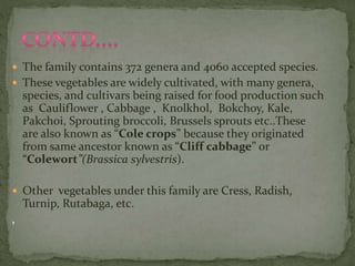  The family contains 372 genera and 4060 accepted species.
 These vegetables are widely cultivated, with many genera,
species, and cultivars being raised for food production such
as Cauliflower , Cabbage , Knolkhol, Bokchoy, Kale,
Pakchoi, Sprouting broccoli, Brussels sprouts etc..These
are also known as “Cole crops” because they originated
from same ancestor known as “Cliff cabbage” or
“Colewort”(Brassica sylvestris).
 Other vegetables under this family are Cress, Radish,
Turnip, Rutabaga, etc.
,
 