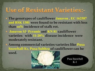  The genotypes of cauliflower Janavon , EC 162587
and RSK 1301 were found to be resistant with less
than 10% incidence of stalk rot.
 Janavon S3, Pyramis and KN 81 cauliflower
varieties with 11-20% disease incidence were
moderately resistant.
 Among commercial varieties varieties like Pusa
Snowball K1, Pusa Subhra of cauliflower can be
used.
Pusa Snowball
K-1
 