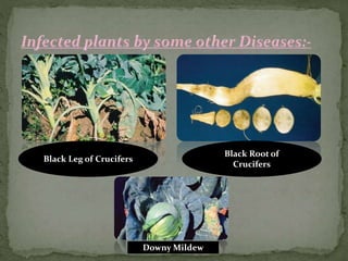 Black Leg of Crucifers
Black Root of
Crucifers
Downy Mildew
 