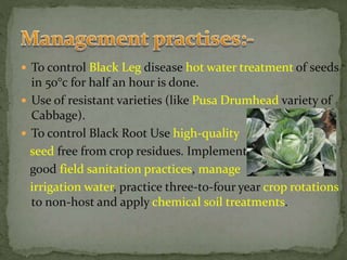  To control Black Leg disease hot water treatment of seeds
in 50°c for half an hour is done.
 Use of resistant varieties (like Pusa Drumhead variety of
Cabbage).
 To control Black Root Use high-quality
seed free from crop residues. Implement
good field sanitation practices, manage
irrigation water, practice three-to-four year crop rotations
to non-host and apply chemical soil treatments.
 