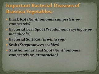  Black Rot (Xanthomonas campestris pv.
campestris)
 Bacterial Leaf Spot (Pseudomonas syringae pv.
maculicola)
 Bacterial Soft Rot (Erwinia spp)
 Scab (Streptomyces scabies)
 Xanthomonas Leaf Spot (Xanthomonas
campestris pv. armoraciae)
 