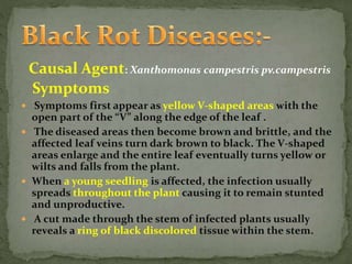 Causal Agent: Xanthomonas campestris pv.campestris
Symptoms
 Symptoms first appear as yellow V-shaped areas with the
open part of the “V” along the edge of the leaf .
 The diseased areas then become brown and brittle, and the
affected leaf veins turn dark brown to black. The V-shaped
areas enlarge and the entire leaf eventually turns yellow or
wilts and falls from the plant.
 When a young seedling is affected, the infection usually
spreads throughout the plant causing it to remain stunted
and unproductive.
 A cut made through the stem of infected plants usually
reveals a ring of black discolored tissue within the stem.
 