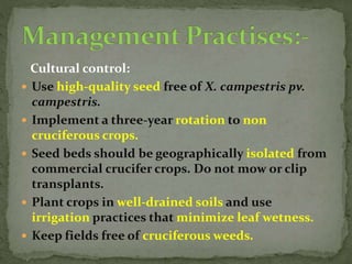 Cultural control:
 Use high-quality seed free of X. campestris pv.
campestris.
 Implement a three-year rotation to non
cruciferous crops.
 Seed beds should be geographically isolated from
commercial crucifer crops. Do not mow or clip
transplants.
 Plant crops in well-drained soils and use
irrigation practices that minimize leaf wetness.
 Keep fields free of cruciferous weeds.
 