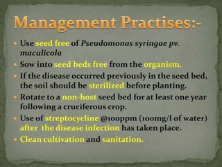  Use seed free of Pseudomonas syringae pv.
maculicola
 Sow into seed beds free from the organism.
 If the disease occurred previously in the seed bed,
the soil should be sterilized before planting.
 Rotate to a non-host seed bed for at least one year
following a cruciferous crop.
 Use of streptocycline @100ppm (100mg/l of water)
after the disease infection has taken place.
 Clean cultivation and sanitation.
 