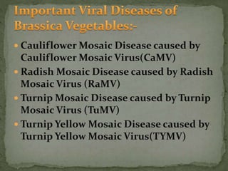  Cauliflower Mosaic Disease caused by
Cauliflower Mosaic Virus(CaMV)
 Radish Mosaic Disease caused by Radish
Mosaic Virus (RaMV)
 Turnip Mosaic Disease caused by Turnip
Mosaic Virus (TuMV)
 Turnip Yellow Mosaic Disease caused by
Turnip Yellow Mosaic Virus(TYMV)
 