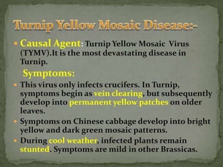  Causal Agent: Turnip Yellow Mosaic Virus
(TYMV).It is the most devastating disease in
Turnip.
Symptoms:
 This virus only infects crucifers. In Turnip,
symptoms begin as vein clearing, but subsequently
develop into permanent yellow patches on older
leaves.
 Symptoms on Chinese cabbage develop into bright
yellow and dark green mosaic patterns.
 During cool weather, infected plants remain
stunted. Symptoms are mild in other Brassicas.
 