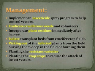  Implement an insecticide spray program to help
control vectors.
 Eradicate cruciferous weeds and volunteers.
 Incorporate plant residues immediately after
harvest.
 Isolate transplant beds from crucifer crop fields.
 Picking out of the infected plants from the field,
burying them deep in the field or burning them.
 Planting the resistant varieties.
 Planting the trap crops to reduce the attack of
insect vectors.
 