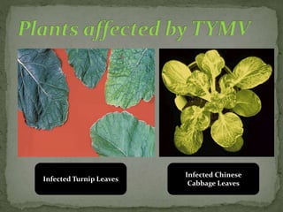 Infected Turnip Leaves
Infected Chinese
Cabbage Leaves
 
