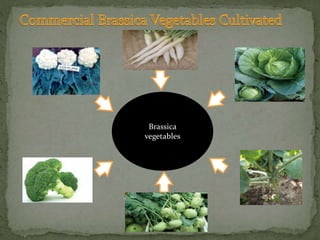 Brassica
vegetables
 