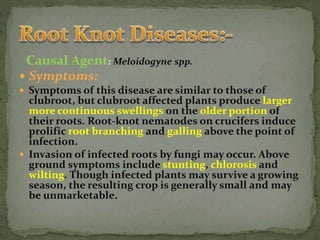 Causal Agent: Meloidogyne spp.
 Symptoms:
 Symptoms of this disease are similar to those of
clubroot, but clubroot affected plants produce larger
more continuous swellings on the older portion of
their roots. Root-knot nematodes on crucifers induce
prolific root branching and galling above the point of
infection.
 Invasion of infected roots by fungi may occur. Above
ground symptoms include stunting, chlorosis and
wilting. Though infected plants may survive a growing
season, the resulting crop is generally small and may
be unmarketable.
 
